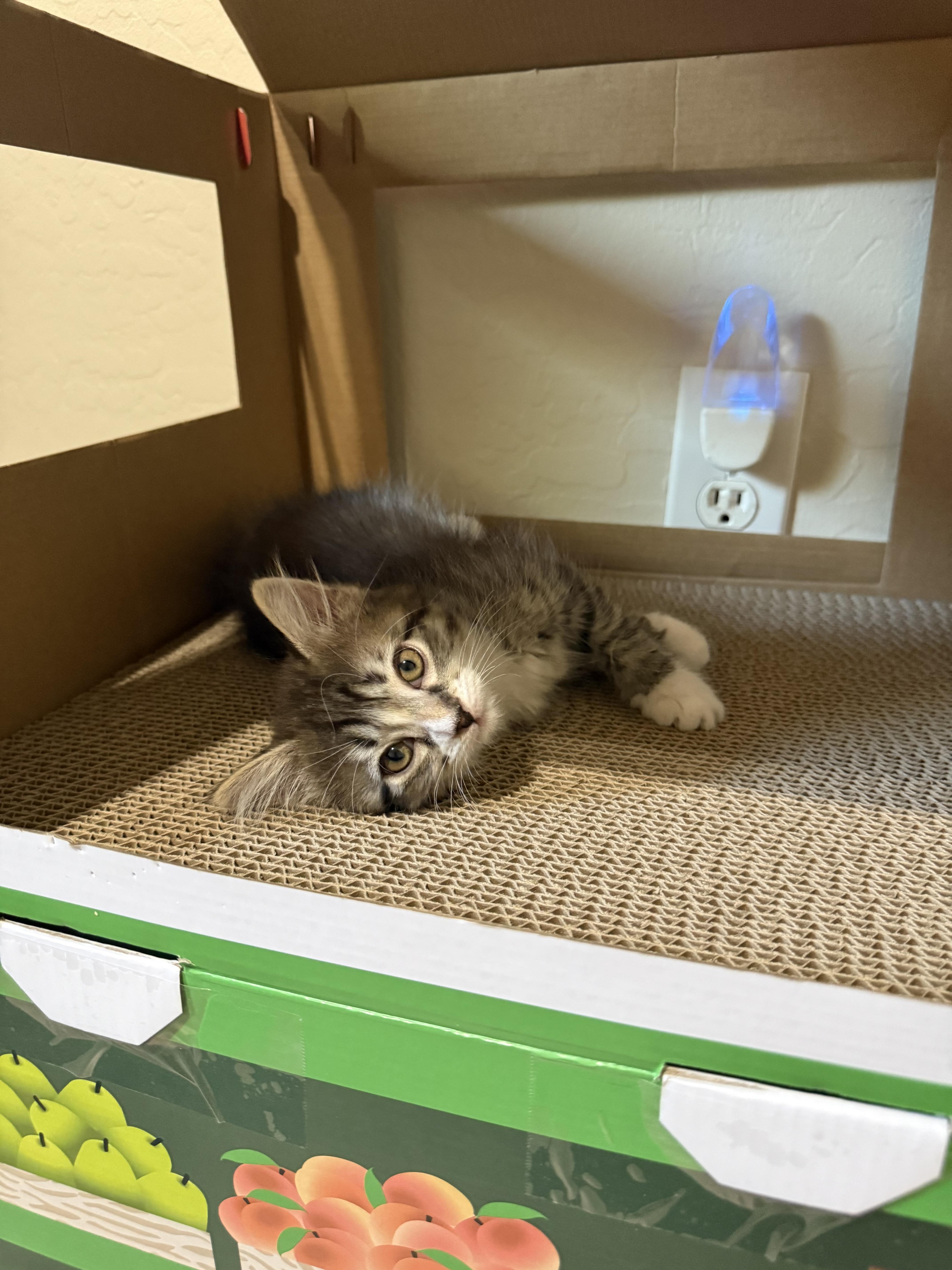 Fusilli aka LiLi