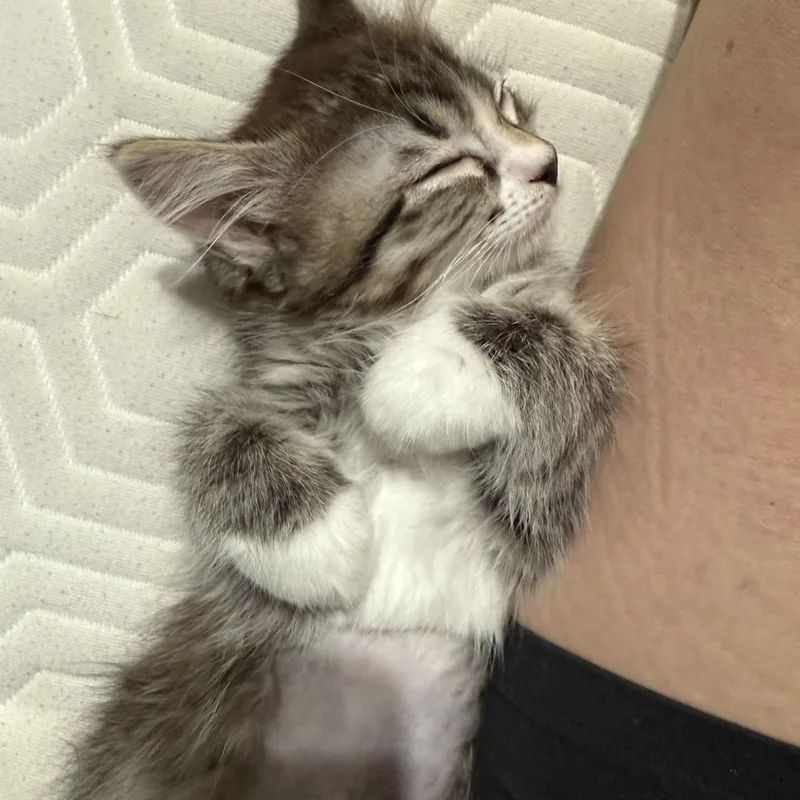 Fusilli aka LiLi thumbnail 4