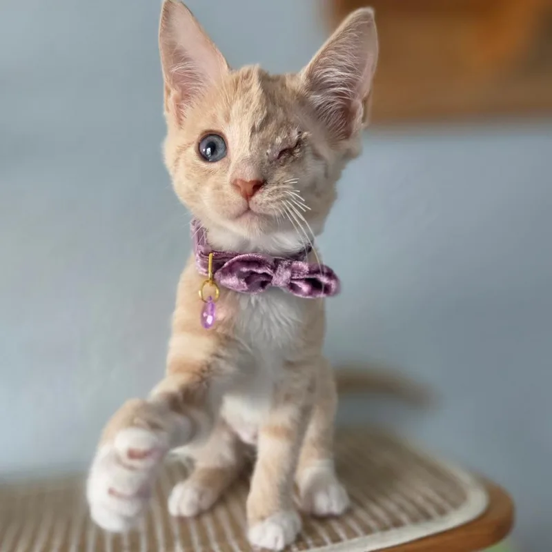 A baby small-sized female Orange / Red Domestic Short Hair cat named Poppy for adoption in Lutz, FL