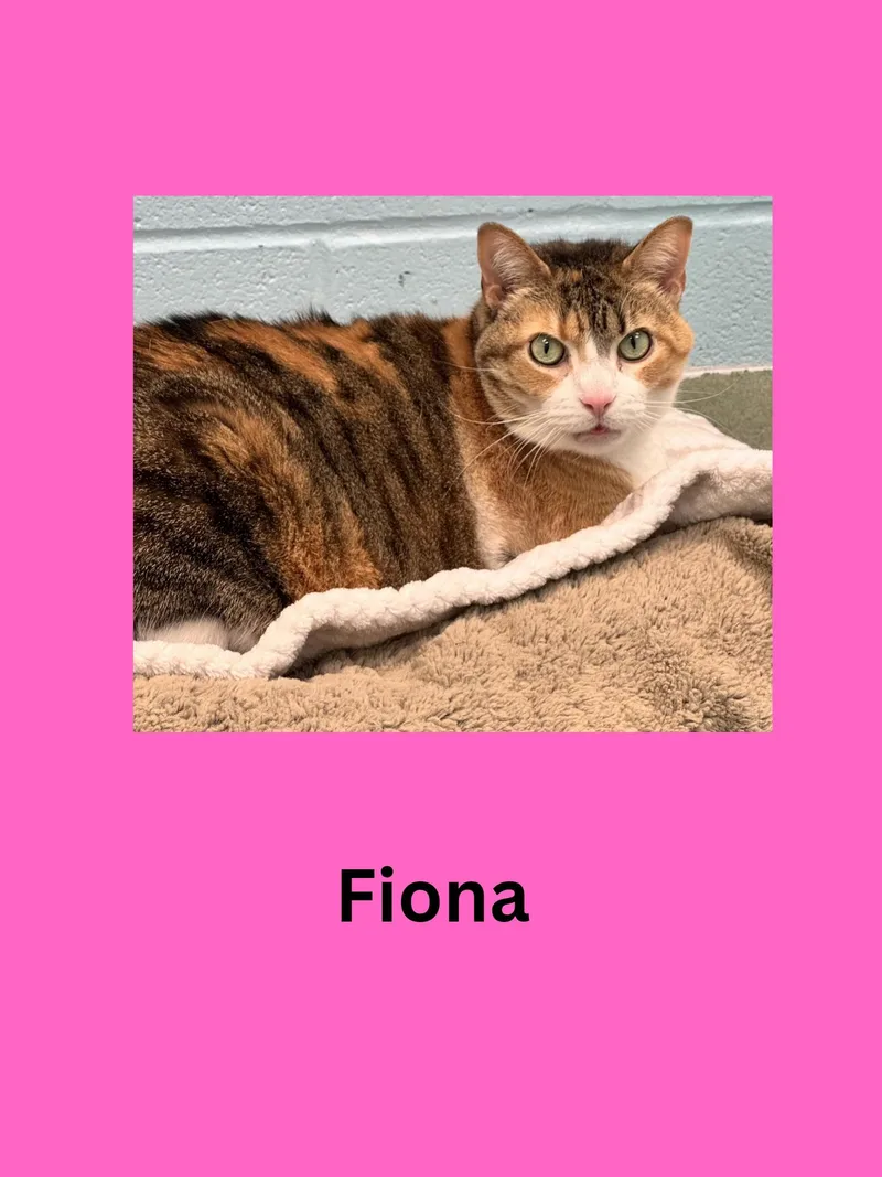 An adult extra large-sized female Calico Domestic Short Hair cat named Fiona for adoption in Ravenna, OH