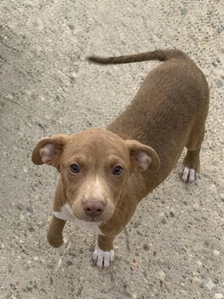 A baby medium-sized male Mixed Breed dog named Colby for adoption in Fond Du Lac, WI