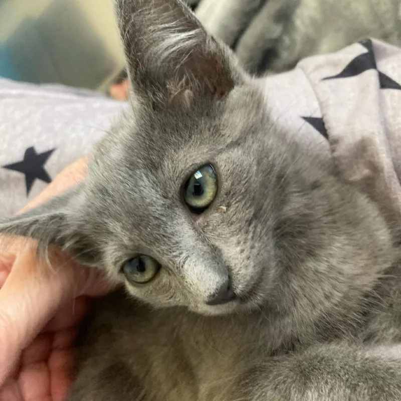 A baby small-sized female Gray / Blue / Silver Domestic Medium Hair cat named Peanut Butter for adoption in Riverside, CA