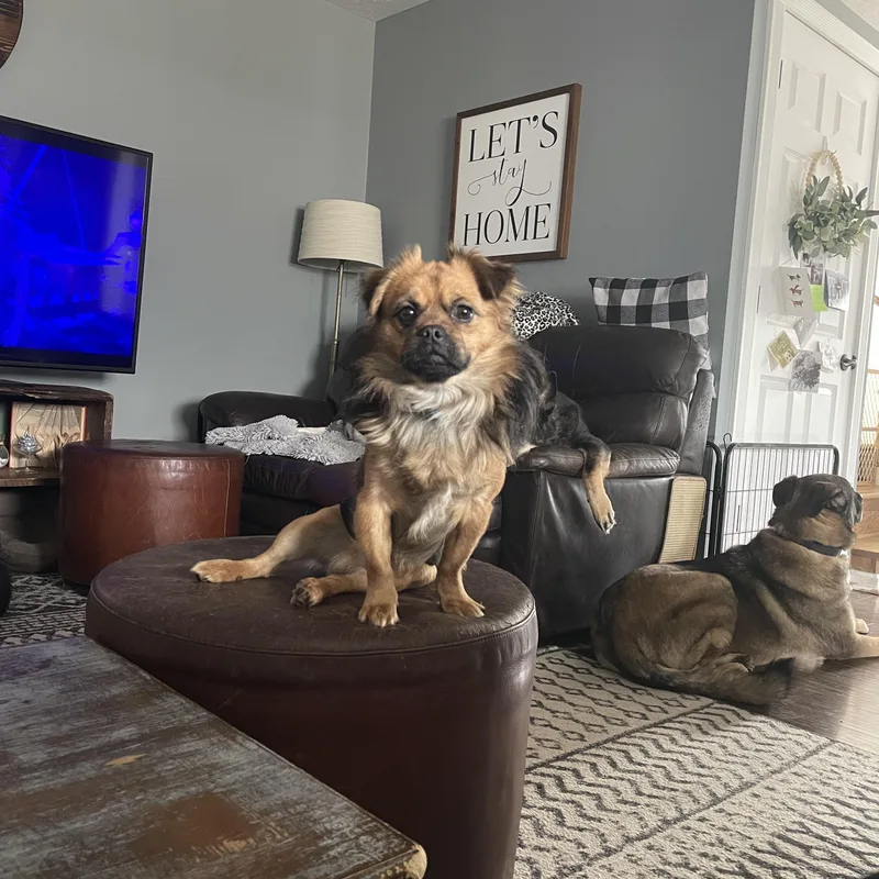 A young small-sized male Golden Pug dog named Louie for adoption in East Lansing, MI