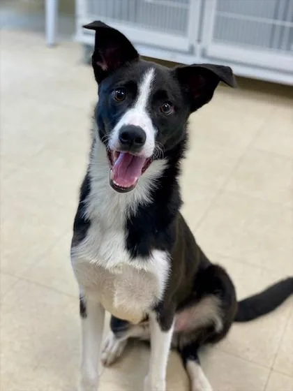 A baby small-sized male Mixed Breed dog named Terry for adoption in Munster, IN