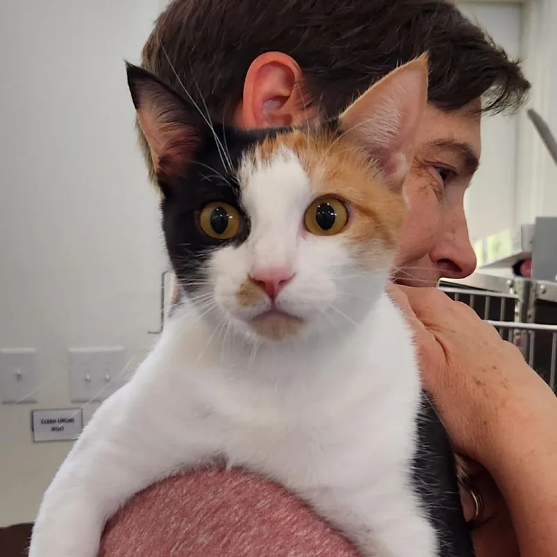A young medium-sized female Calico Domestic Short Hair cat named Polly for adoption in Chapel Hill, NC