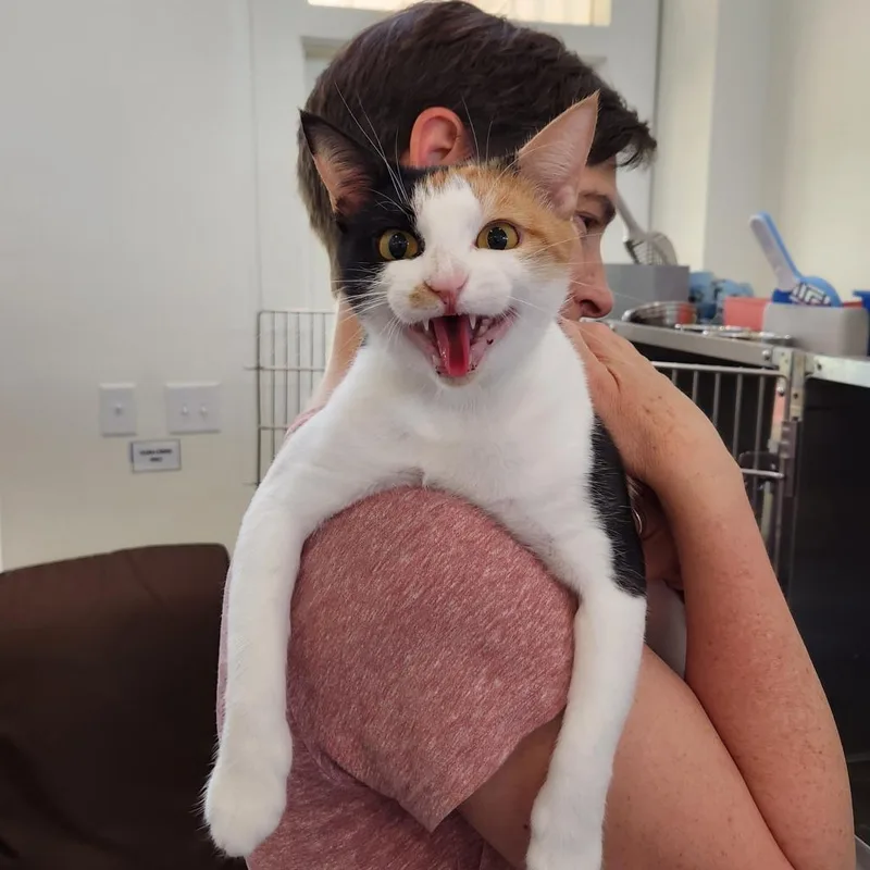 Polly thumbnail 2