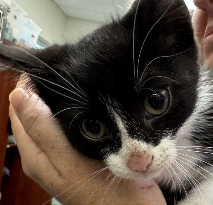 A young small-sized male Black & White / Tuxedo Domestic Short Hair cat named Sawyer for adoption in Hilton Head Island, SC