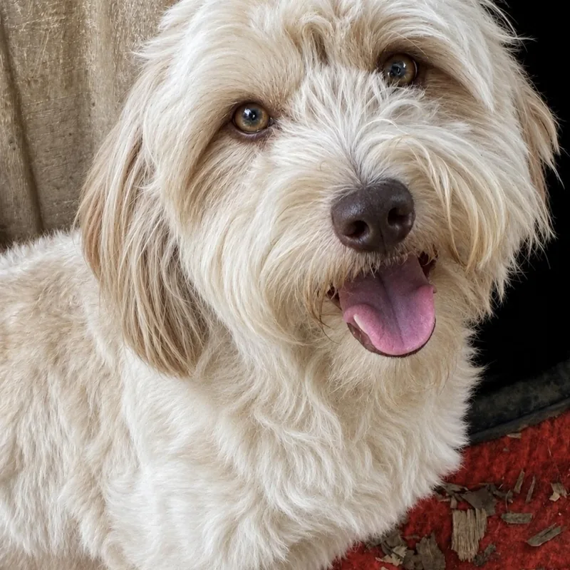 An adult small-sized male Golden Schnoodle dog named Flash for adoption in Pelham, NH