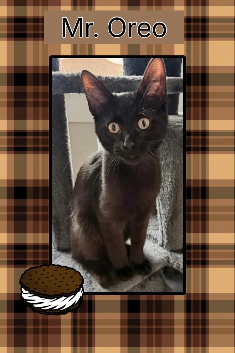 A baby medium-sized male Black Domestic Short Hair cat named Oreo for adoption in Kearney, NE