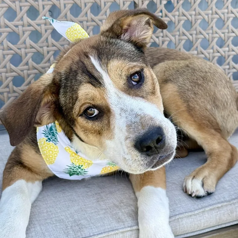 A young large-sized male Brown / Chocolate Mixed Breed dog named Marcus for adoption in Effingham, IL