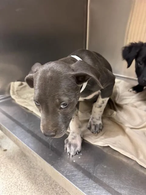 A young small-sized female Pit Bull Terrier dog named A for adoption in Riverside, CA