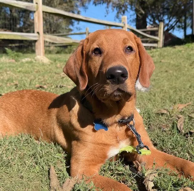 A young large-sized male Red / Chestnut / Orange Labrador Retriever dog named Applications Closed for adoption in Midlothian, VA