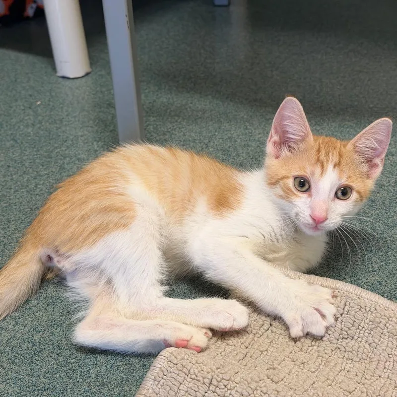 A baby small-sized male Orange / Red Domestic Short Hair cat named Elliot for adoption in Naples, FL