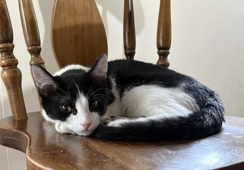 Picasso & Paloma