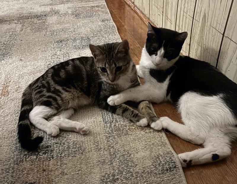 Picasso & Paloma thumbnail 4