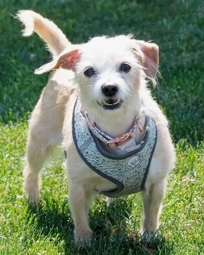 An adult small-sized female Mixed Breed dog named Bella for adoption in West Seneca, NY