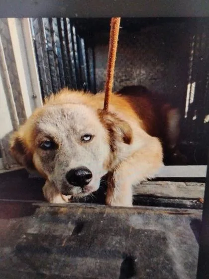 A baby medium-sized male Mixed Breed dog named Smokey for adoption in Port Saint Joe, FL