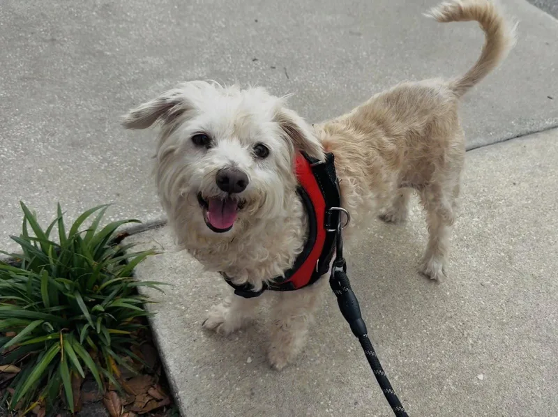A senior small-sized female Bichon Frise dog named Dusty Rose for adoption in Sanford, FL