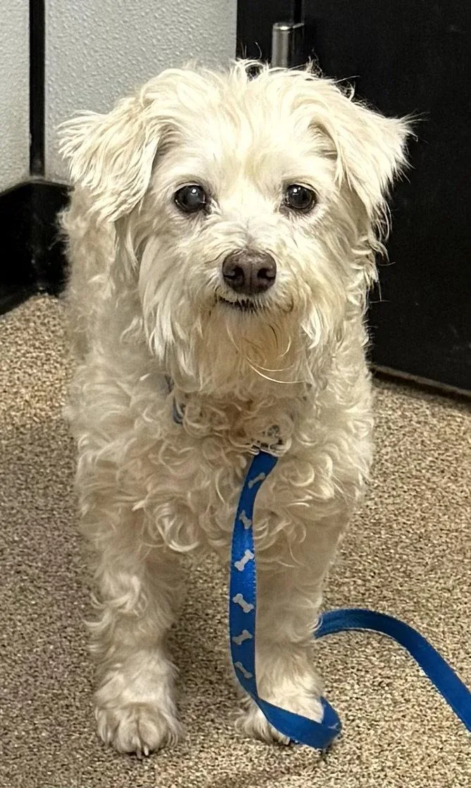 Dusty Rose thumbnail 2