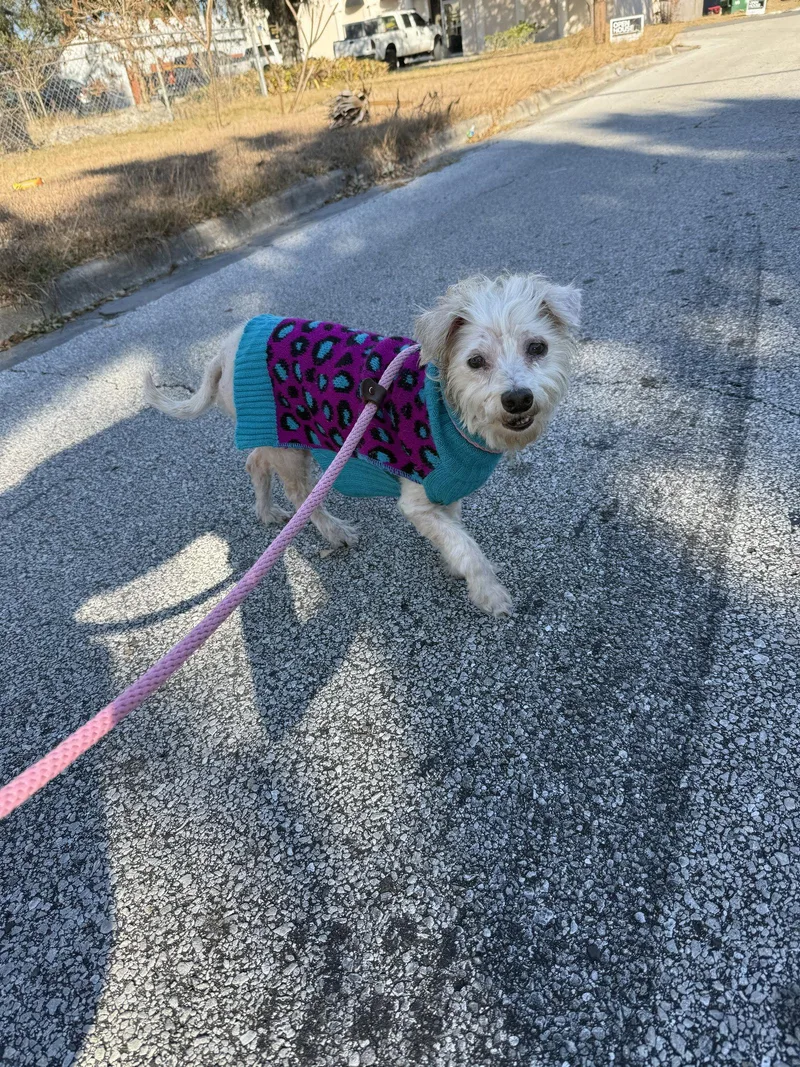 Dusty Rose thumbnail 3