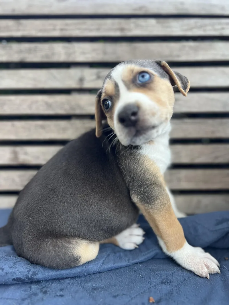 A baby medium-sized female Terrier dog named Mabel for adoption in Redwood City, CA