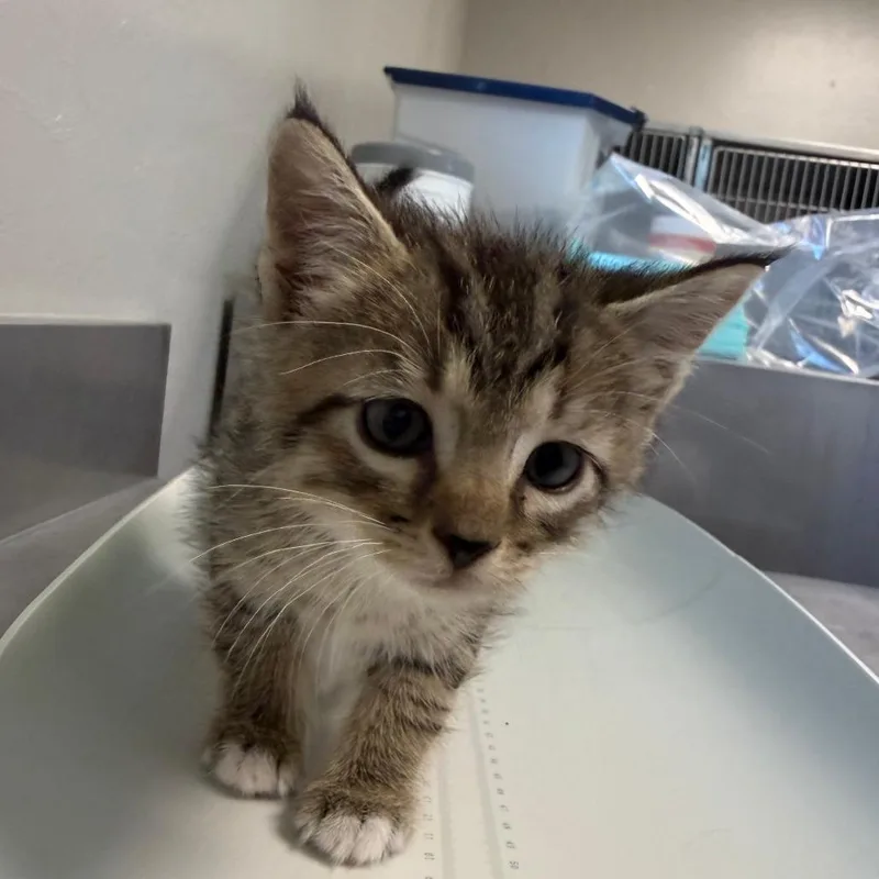 A baby small-sized male Gray / Blue / Silver Domestic Short Hair cat named General for adoption in Ponca City, OK