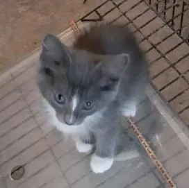 A baby medium-sized male Gray & White Domestic Short Hair cat named Gray Boy for adoption in Richmond, VA