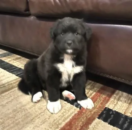 A baby medium-sized female Mixed Breed dog named Prue for adoption in Cumming, GA