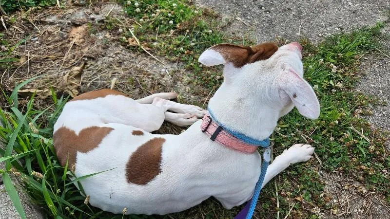 A young large-sized female White / Cream Mixed Breed dog named Twinkle Light for adoption in Cincinnati, OH
