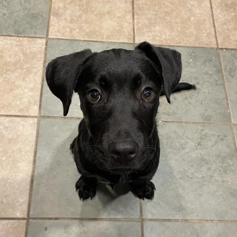 A baby small-sized male Black Mixed Breed dog named Weaver for adoption in Chattanooga, TN