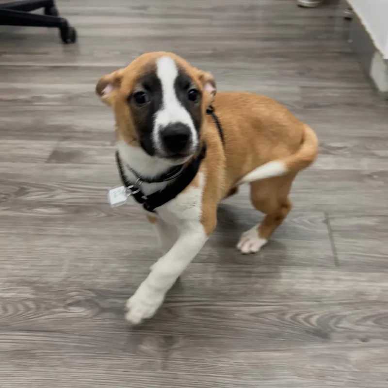 A baby small-sized male Cattle Dog dog named Bo for adoption in Fairfax, VA