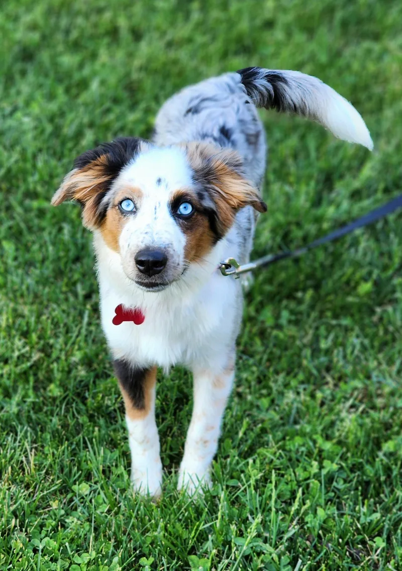 Hazel