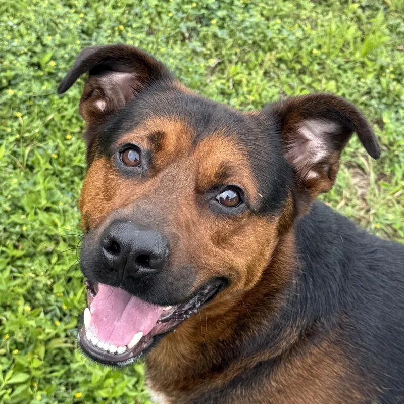A young medium-sized male Rottweiler dog named Bleu for adoption in Brenham, TX
