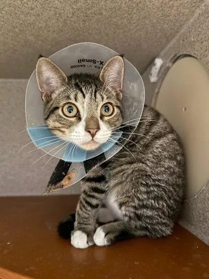 A baby small-sized male Domestic Short Hair cat named Jingles for adoption in Washington, DC