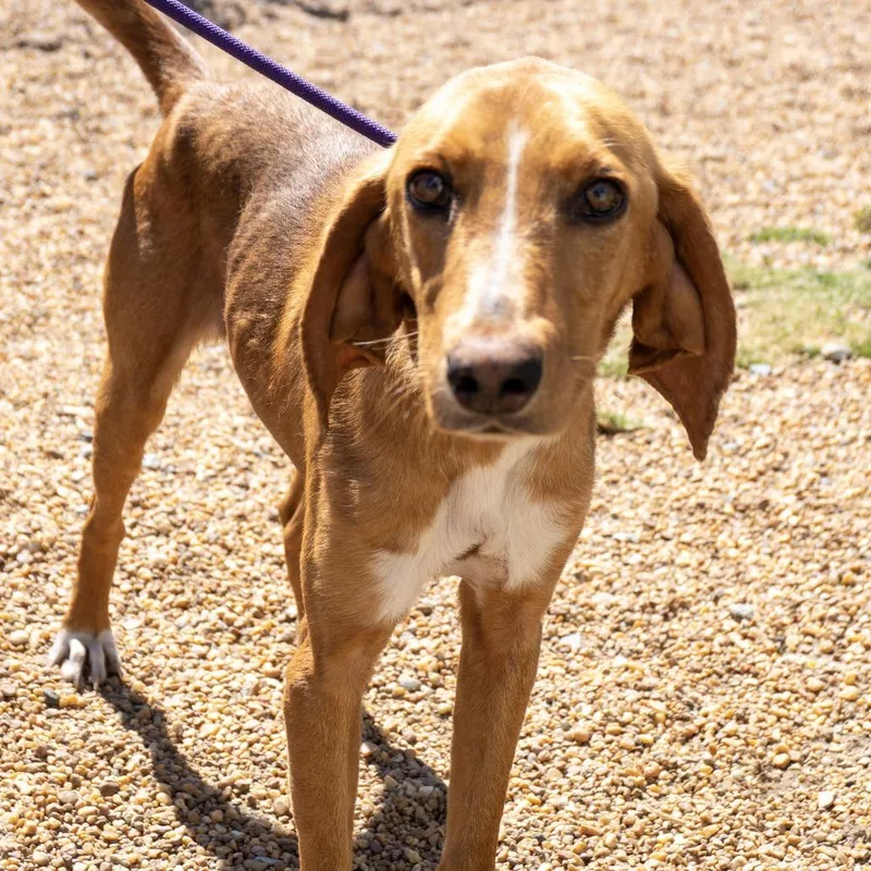 An adult medium-sized male Yellow / Tan / Blond / Fawn Hound dog named Chicken Little for adoption in Elizabeth City, NC