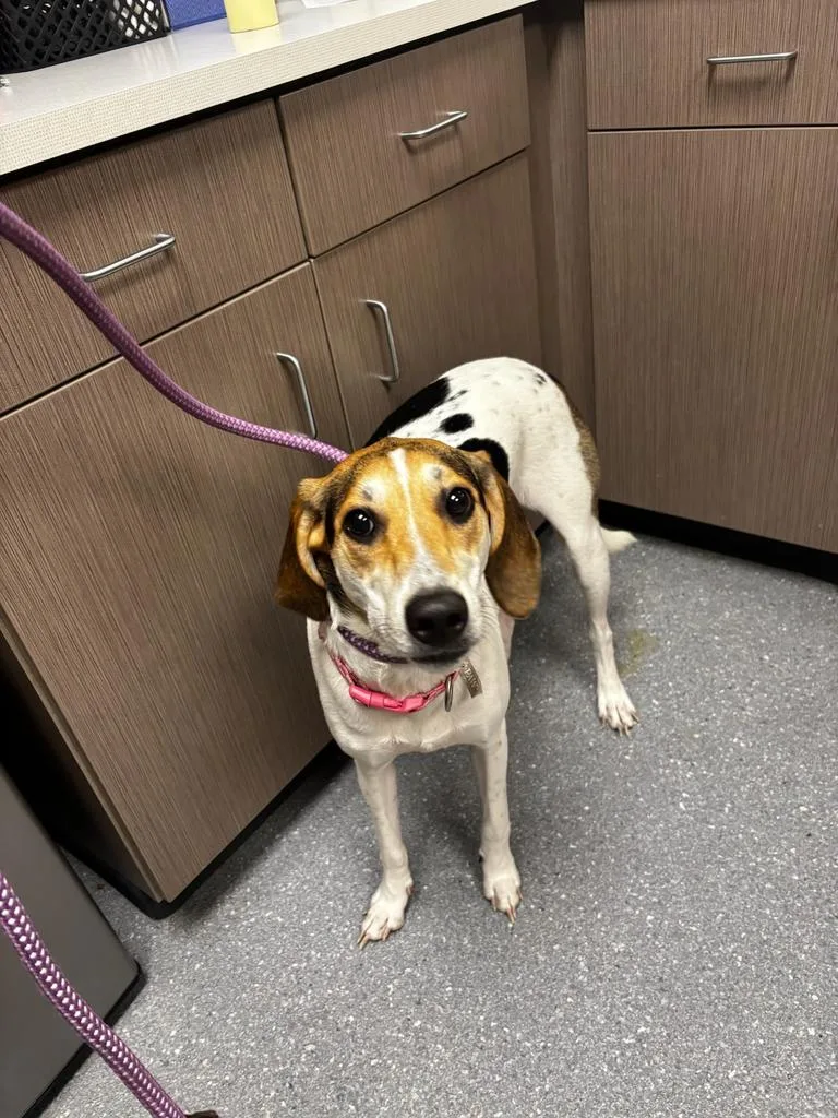 A young large-sized female Coonhound dog named Faith for adoption in Greenfield, IN