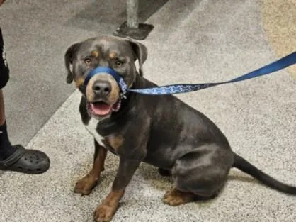 A young large-sized male Pit Bull Terrier dog named Rocky for adoption in Los Angeles, CA