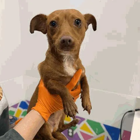 A young small-sized female Brown / Chocolate Chihuahua dog named Cera for adoption in Houston, TX