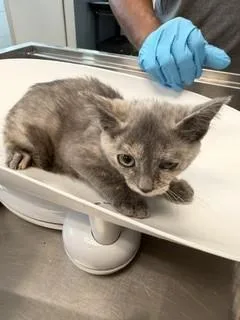 A baby small-sized female Domestic Short Hair cat named Groucho for adoption in Haw River, NC