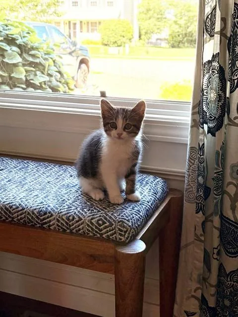 A baby medium-sized male Domestic Short Hair cat named Camero for adoption in Peoria, IL