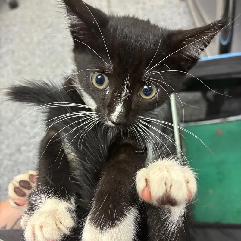 A baby small-sized female Black Domestic Short Hair cat named Judy for adoption in Middleburg, FL