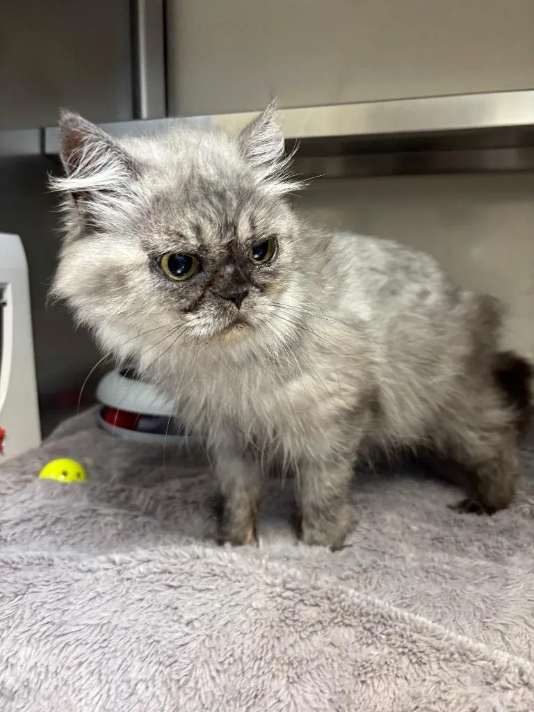 A young large-sized female Persian cat named Nello for adoption in Liverpool, NY