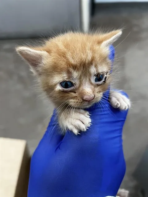 A baby medium-sized male Domestic Short Hair cat named Benz for adoption in Dallas, TX