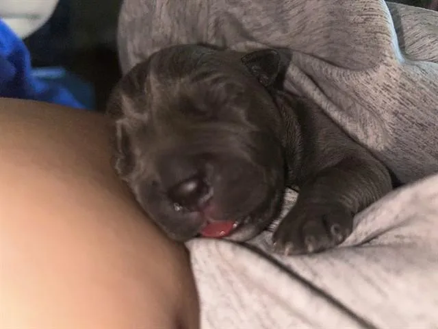 A baby small-sized male Pit Bull Terrier dog named Baked Potato for adoption in Riverside, CA