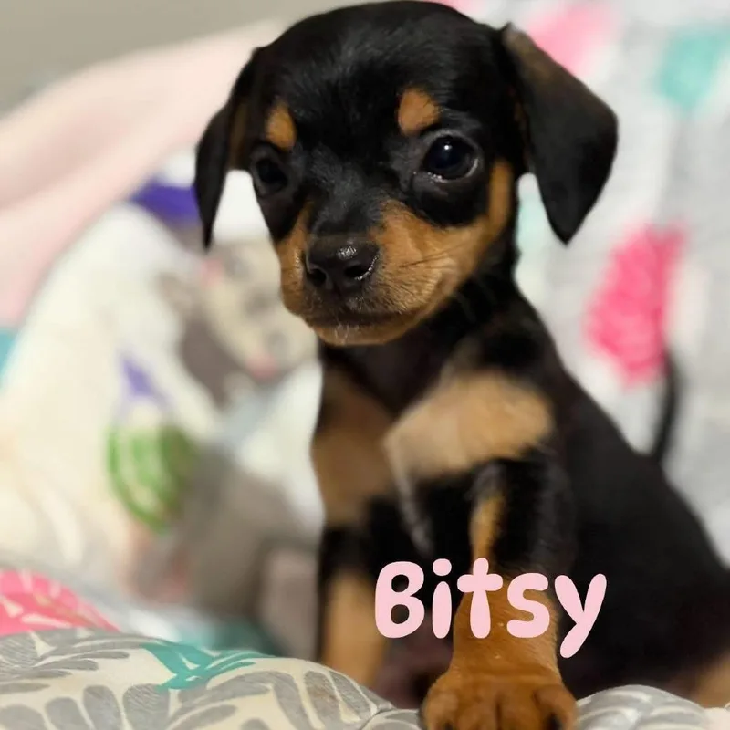 Bitsy
