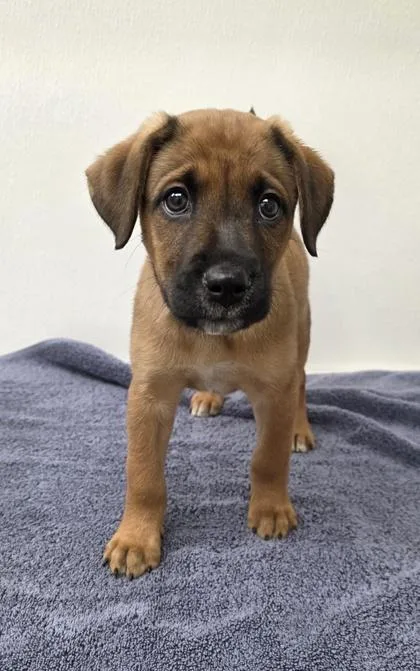 A young medium-sized female Shepherd dog named Moana for adoption in Phoenix, AZ