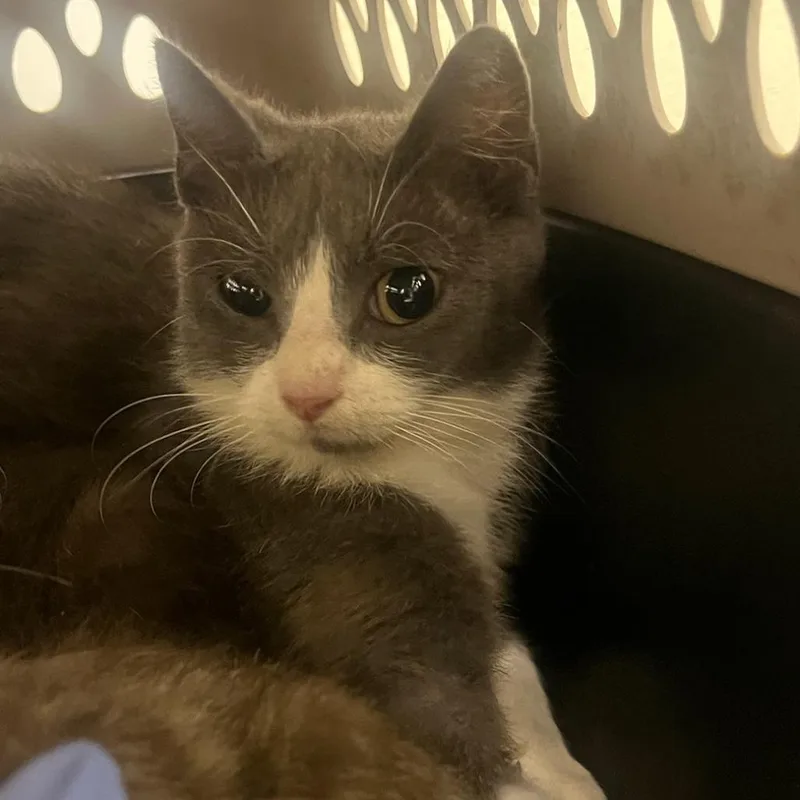 A young medium-sized female Domestic Short Hair cat named Movie Night for adoption in Charlottesville, VA