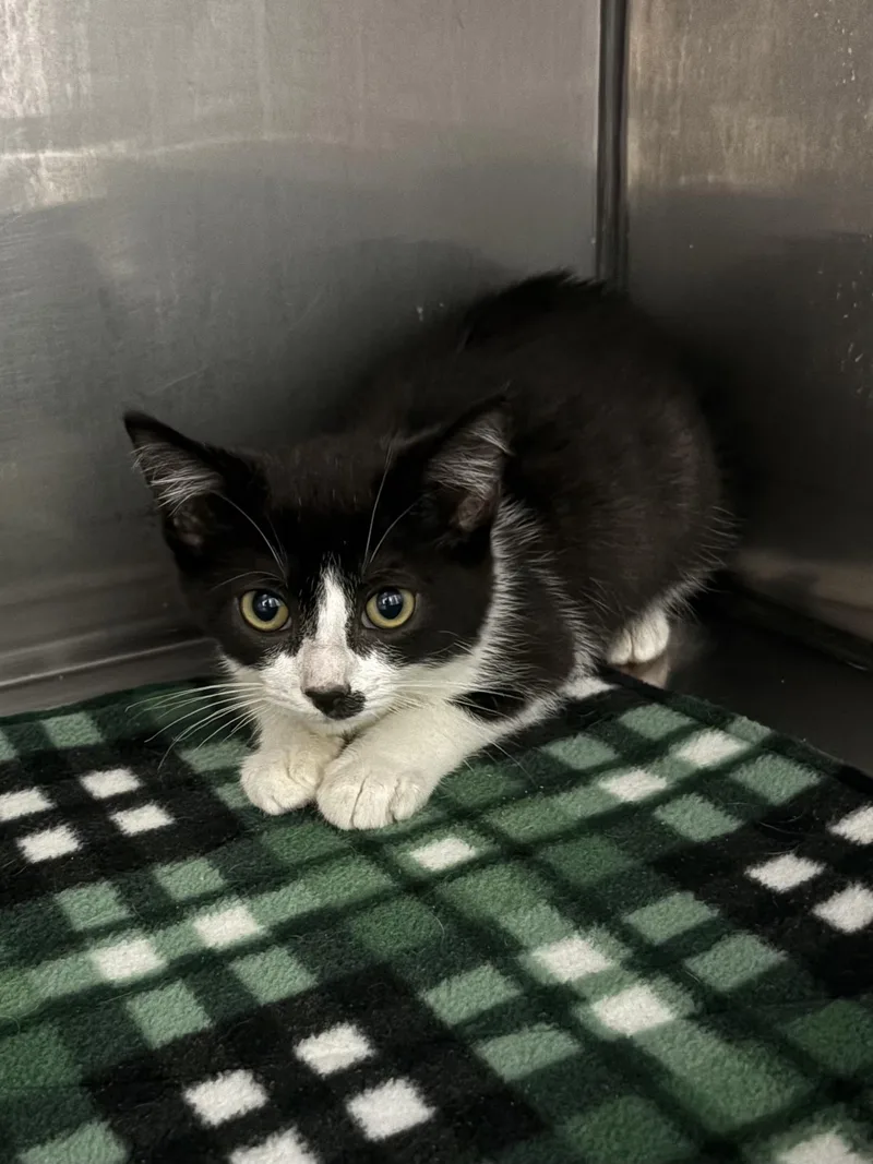 A baby medium-sized male American Shorthair cat named Sam for adoption in Big Rapids, MI