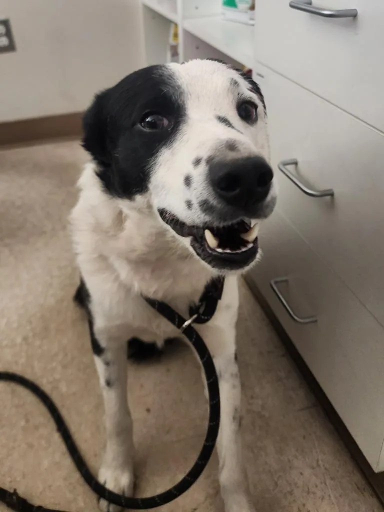 An adult medium-sized male Border Collie dog named Rex for adoption in Green River, WY