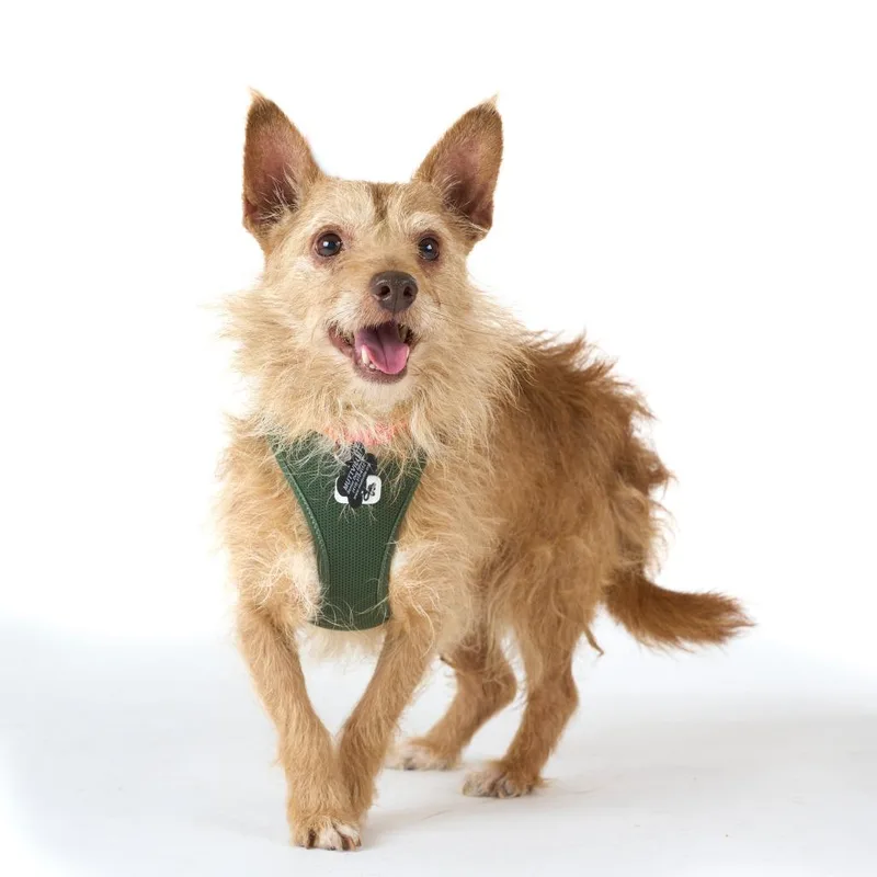 A senior small-sized male Apricot / Beige Terrier dog named High Dive for adoption in San Francisco, CA